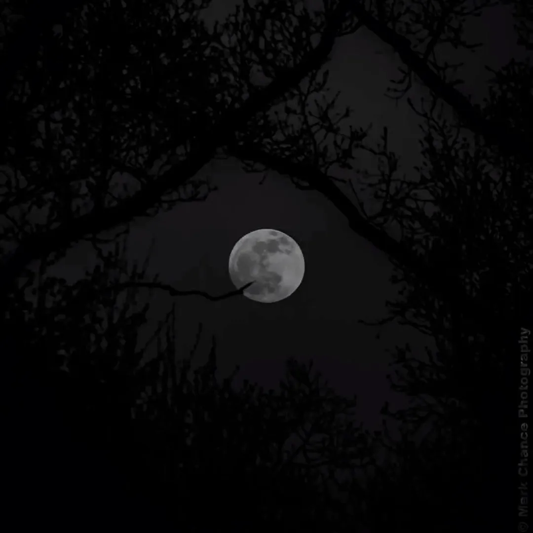 Vamps & Werewolves world artwork