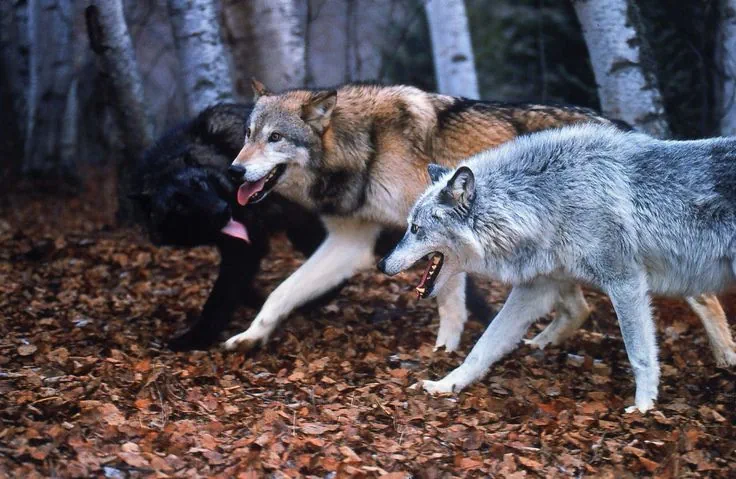 Catoptromania (the wolves' tale) world artwork