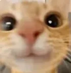 CATS!!! world artwork