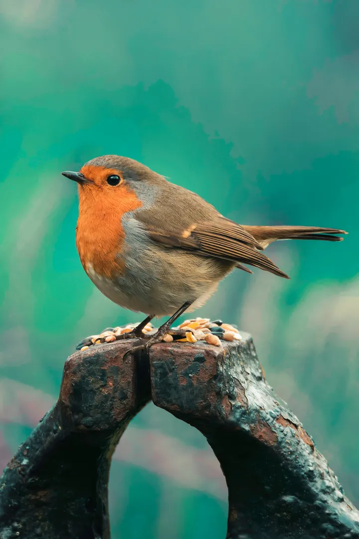 Bird but types of birds world artwork