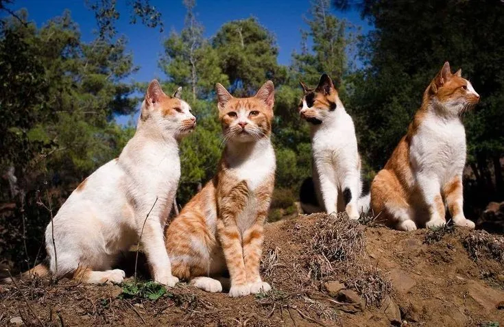 Warrior cats ow/au world artwork